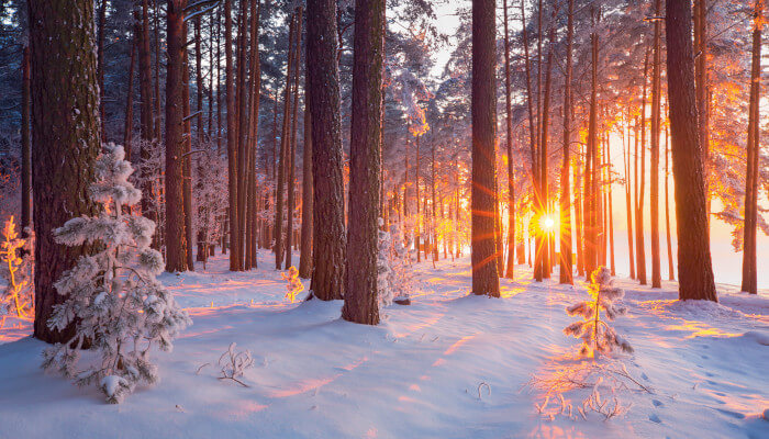 Sonnenaufgang bei Schnee im Waldziergang Wald