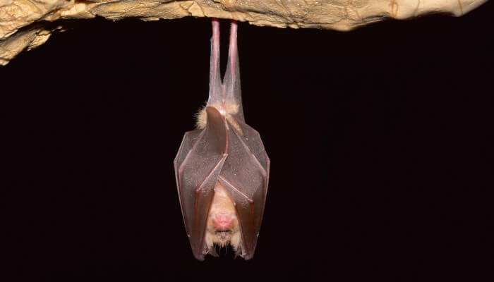 Fledermaus hängt schlafend von einer Höhlendecke