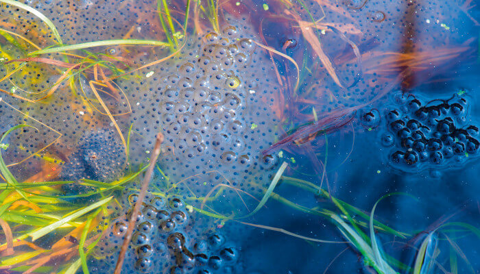 Froschlaich schwimmt über dem Wasser