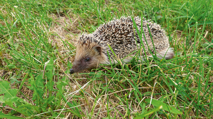Igel auf grüner Wiese