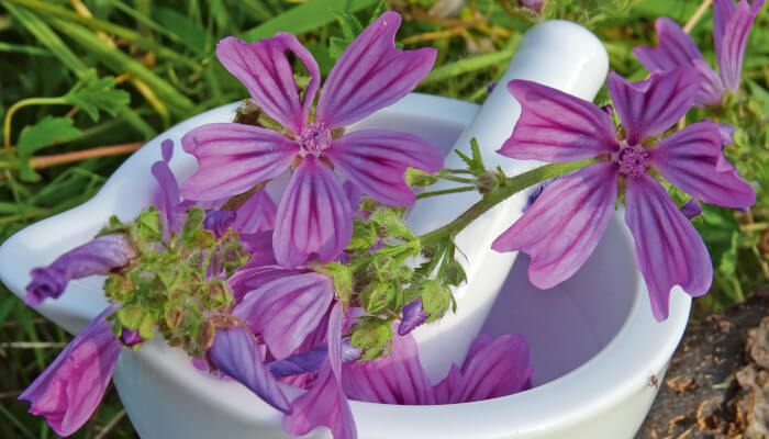 weisse Schüssel mit rosaroten Malvenblüten