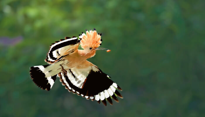 Ein Wiedehopf fliegt wie ein Schmetterling durch die Luft