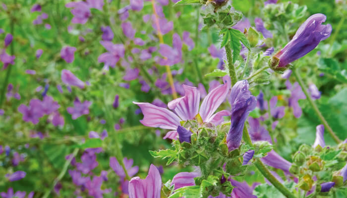 Eine wilde Malve mit ihren violetten Blüten