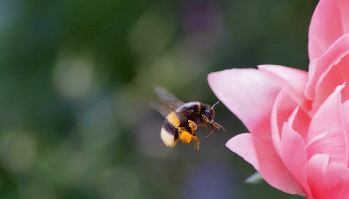 Fliegende Hummel mit vollen Pollensäcken und Rosenblüte