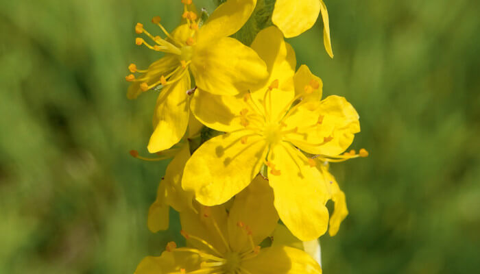 Gelbe Blütenpracht des Odermennig