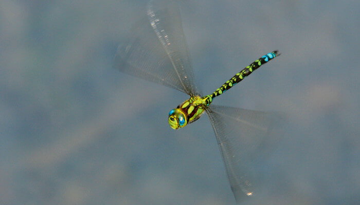 blaugrüne Libelle fliegt über Wasser