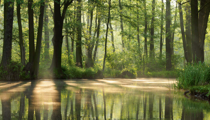 Flussausläufer mitten im grünen Wald