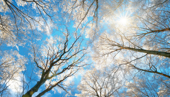 Blick durch Bäume im Winter in den blauen Himmel