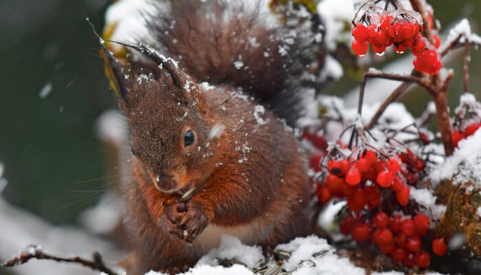 Eichhörnchen auf Baumstamm und roten Beeren im Winter