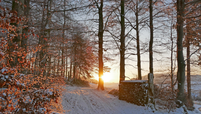 Schneebedeckter Waldweg mit Lichtung und Sonnenuntergang