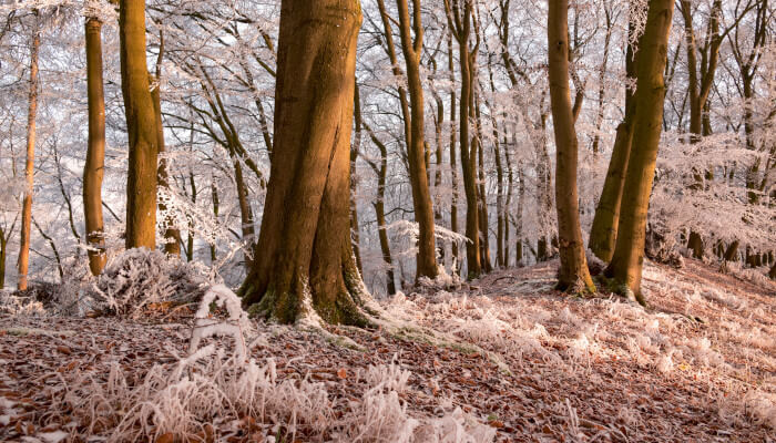 Waldboden und Bäume im winterlichen Frost