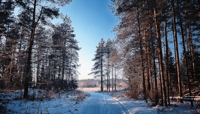 Waldweg mit wenig Schnee durch Tannen im Winter