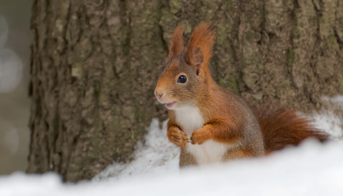 Rotbraunes Eichhörnchen sitzt im Schnee vor einem Baum