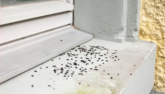 Graues Fenstersims mit schwarzen Kot