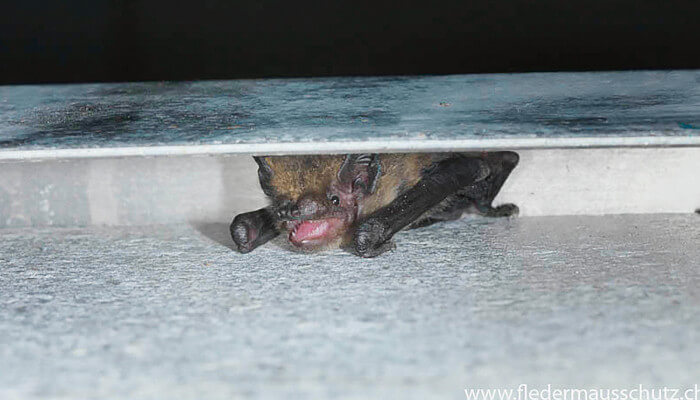 Braune Fledermaus mit offenem Maul schaut unter Blechabdeckung hervor
