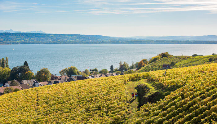 Rebberge im Herbst auf dem Mont Vully (Fribourg) mit Blick auf den Murtensee