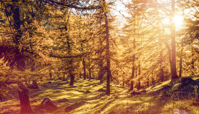 Herbstwald in den Bergen bei Sonnenschein