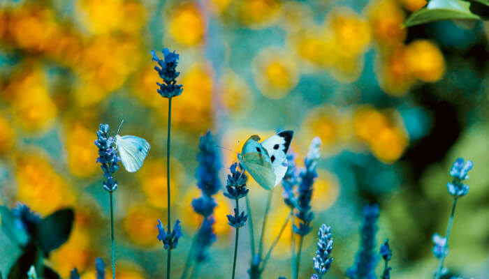 weisse Schmetterlinge auf violetten Blüten