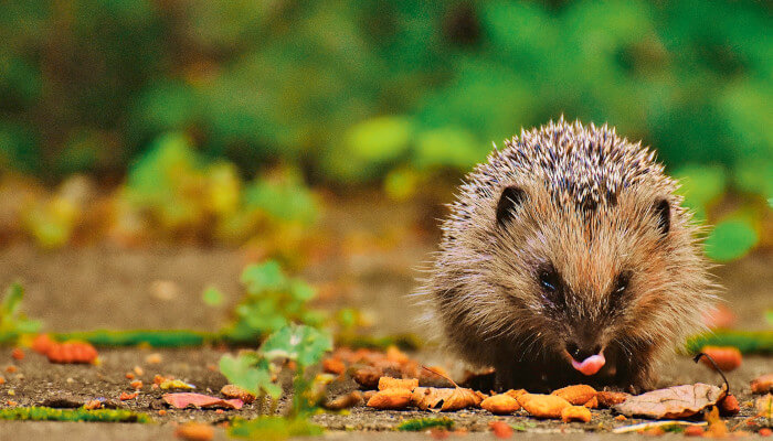 Igel schaut zu uns und leckt mit der Zunge