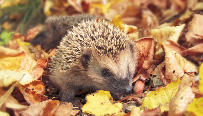 Igel schaut aus einem Laubhaufen hervor