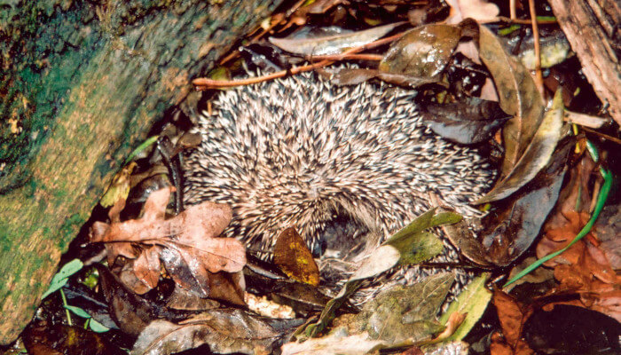 Igel liegt in einem Holzhaufen im Boden