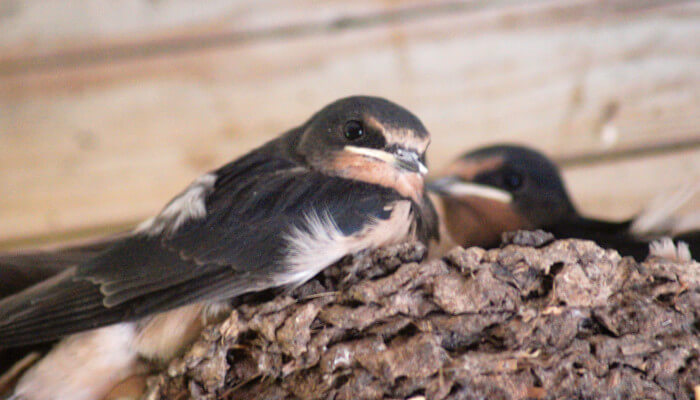 Kleiner schwarzer Vogel in einem Nest