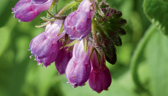 violette Blüten an Zweigen mit grünen Blättern