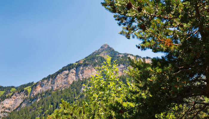Ein Berg umgeben von Bäumen im Sommer