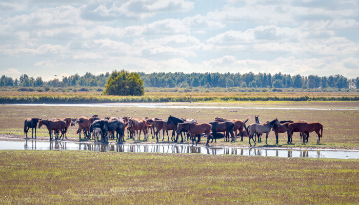 Mehrere Pferde an einer Wasserquelle