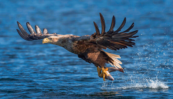 Grosser Greifvogel mit einem Fisch in den Krallen