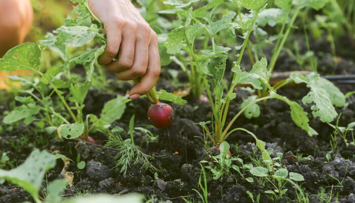 rotes Gemüse wird aus der Erde gezogen.
