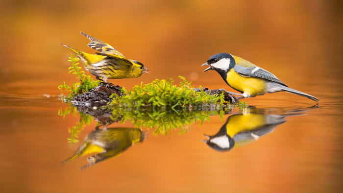 zwei gelbe Vögel im spiegelnden Wasser