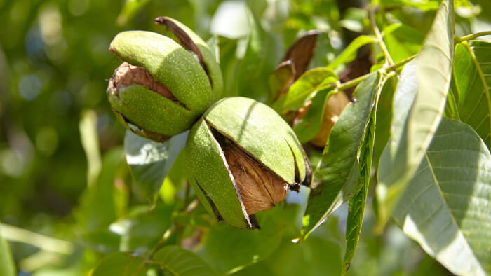 Braune Nuss in grüner Schale am Baum