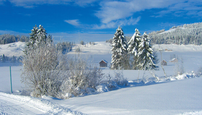 Tannen und Sträucher in winterlicher Landschaft am Tag