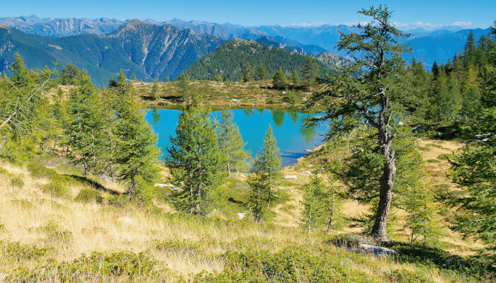 Bergsee mit Tannen und im Hintergrund Alpen