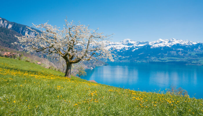 Blühender Baum auf grüner Wiese vor See mit schneebedeckten Bergen