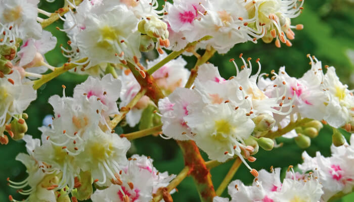 Weisse Blütenpracht an einem Baum