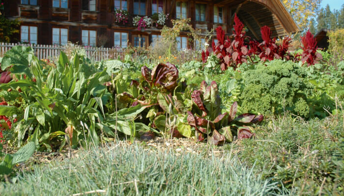 Gemüssegarten im Sommer vor einem Bauernhaus