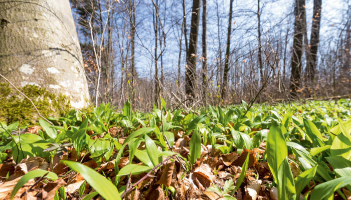 Grüner Bärlauch im Frühling am sonnigen Waldboden