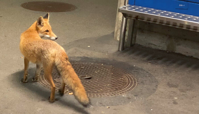 rotbrauner Fuchs in der Nacht an einer Tramhaltestelle