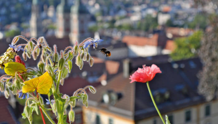 Wildbiene im Sommer fliegt ein blühende Blume an