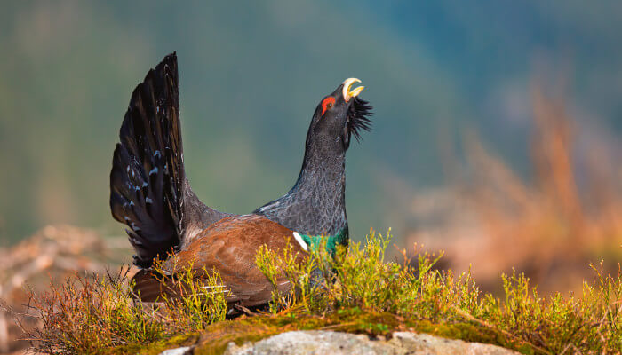 Schwarz Brauner Vogel mit langgestrecktem Hals und hochgestellten Federn