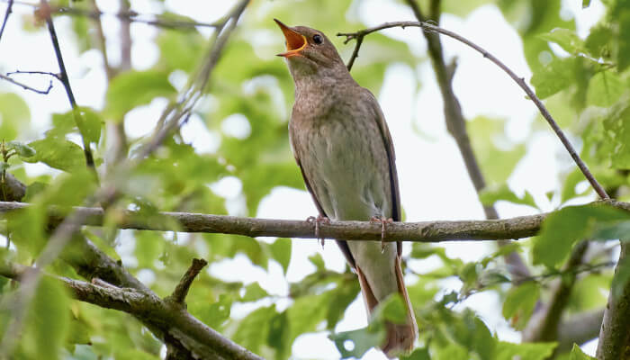 Vogel mit offenem Schnabel auf einem Ast