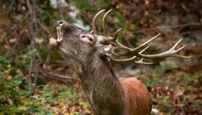 Hirsch mit grossem Geweih im Wald