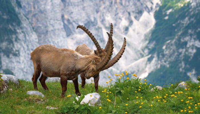 Braune Steinböcke mit grossen Hörner in den Bergen