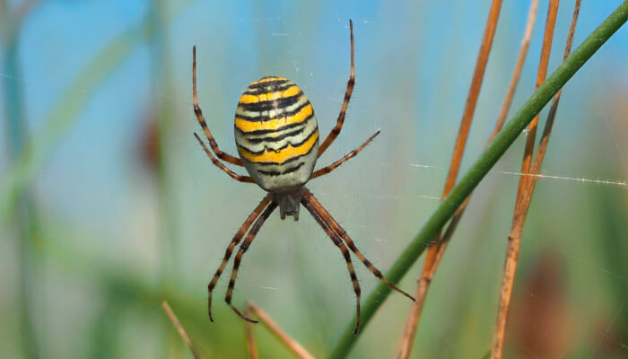 Spinne mit schwarz gelben Streifen auf dem Rücken