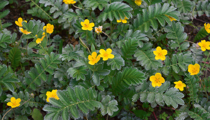 gelbe Blüten in grünen Blättern