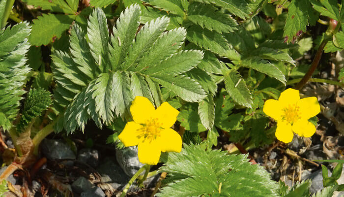 Gelbe Blüten in der Sonne