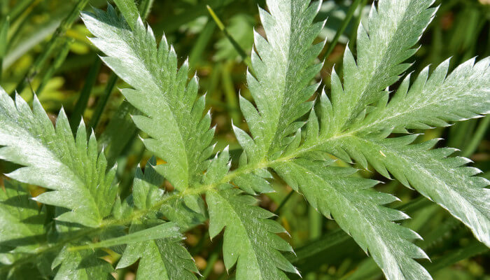 Grüne Blätter mit Zacken