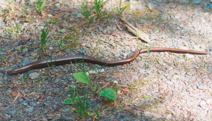Schlange auf einer Strasse im Wald